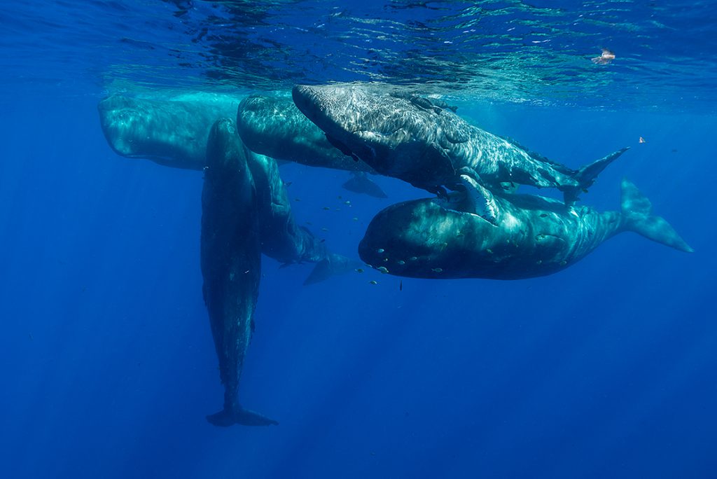 Top Dive sites in Mauritius - Sperm Whales