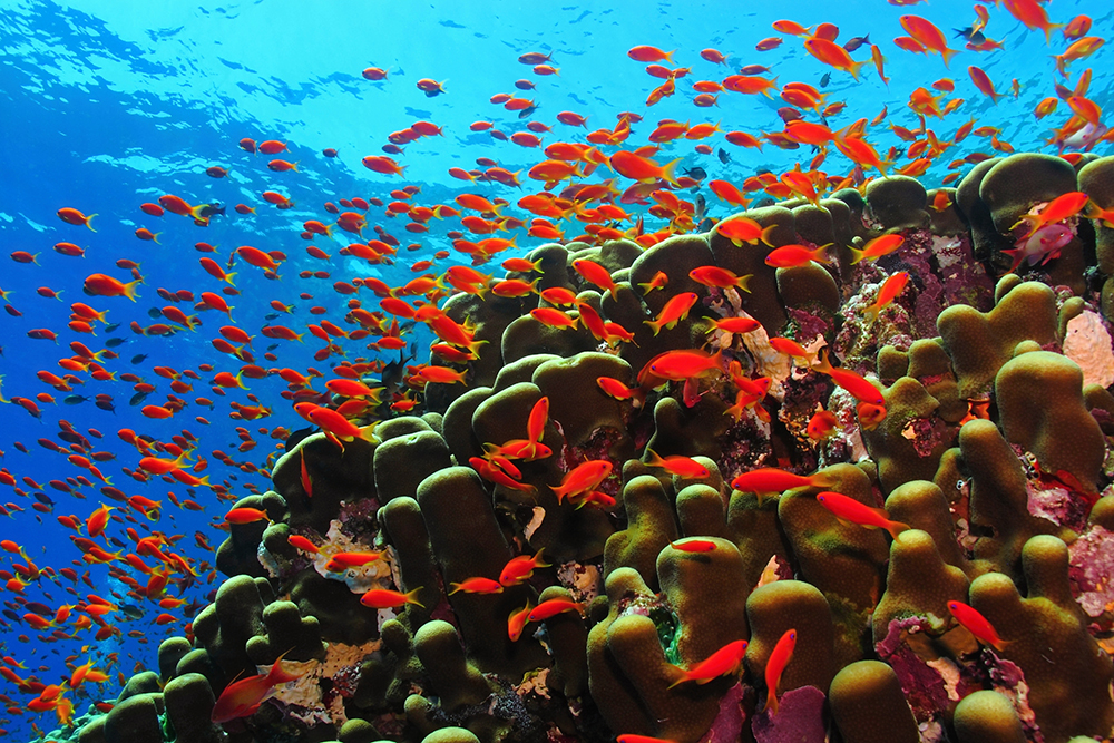 Top Dive sites in Mauritius - reef with red fish