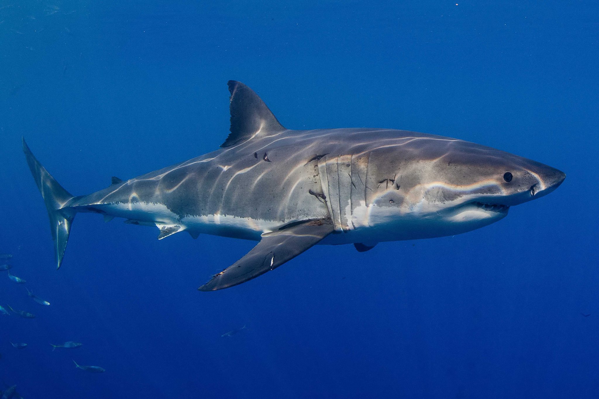 profile view of a great white shark