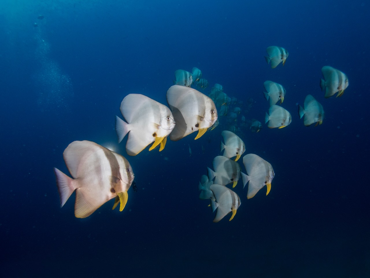 Shoal of Batfish swimming at depth