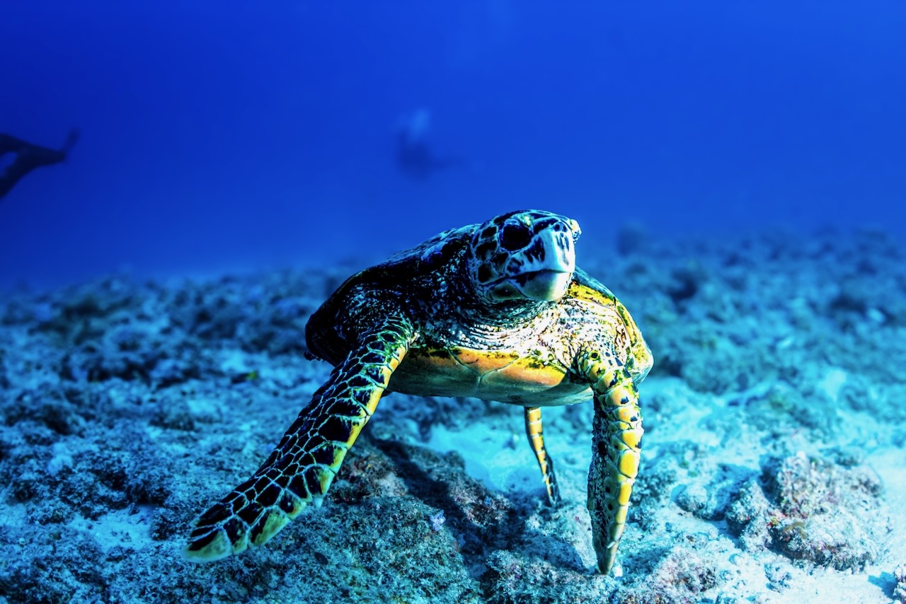 Turtle on scuba dive on the Island of Mauritus