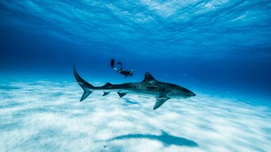 bahamas