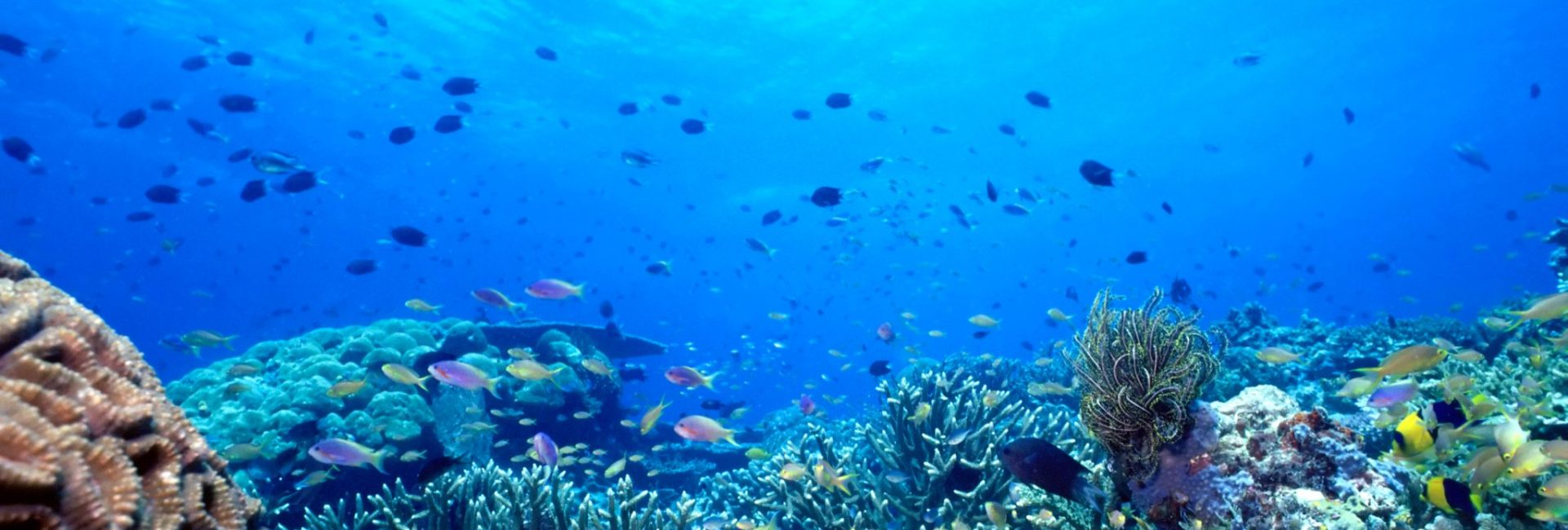 5 Must-Visit Heart-Shaped Reefs