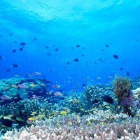 Uepi Shallow Reef