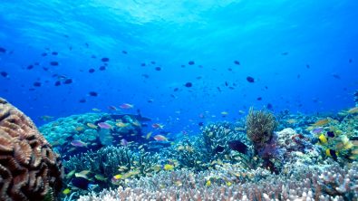 Uepi Shallow Reef