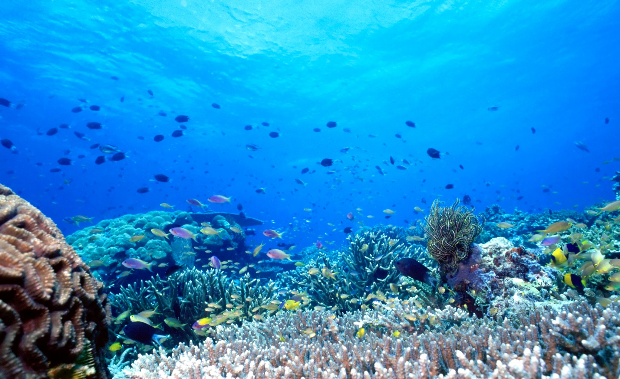 Uepi Shallow Reef