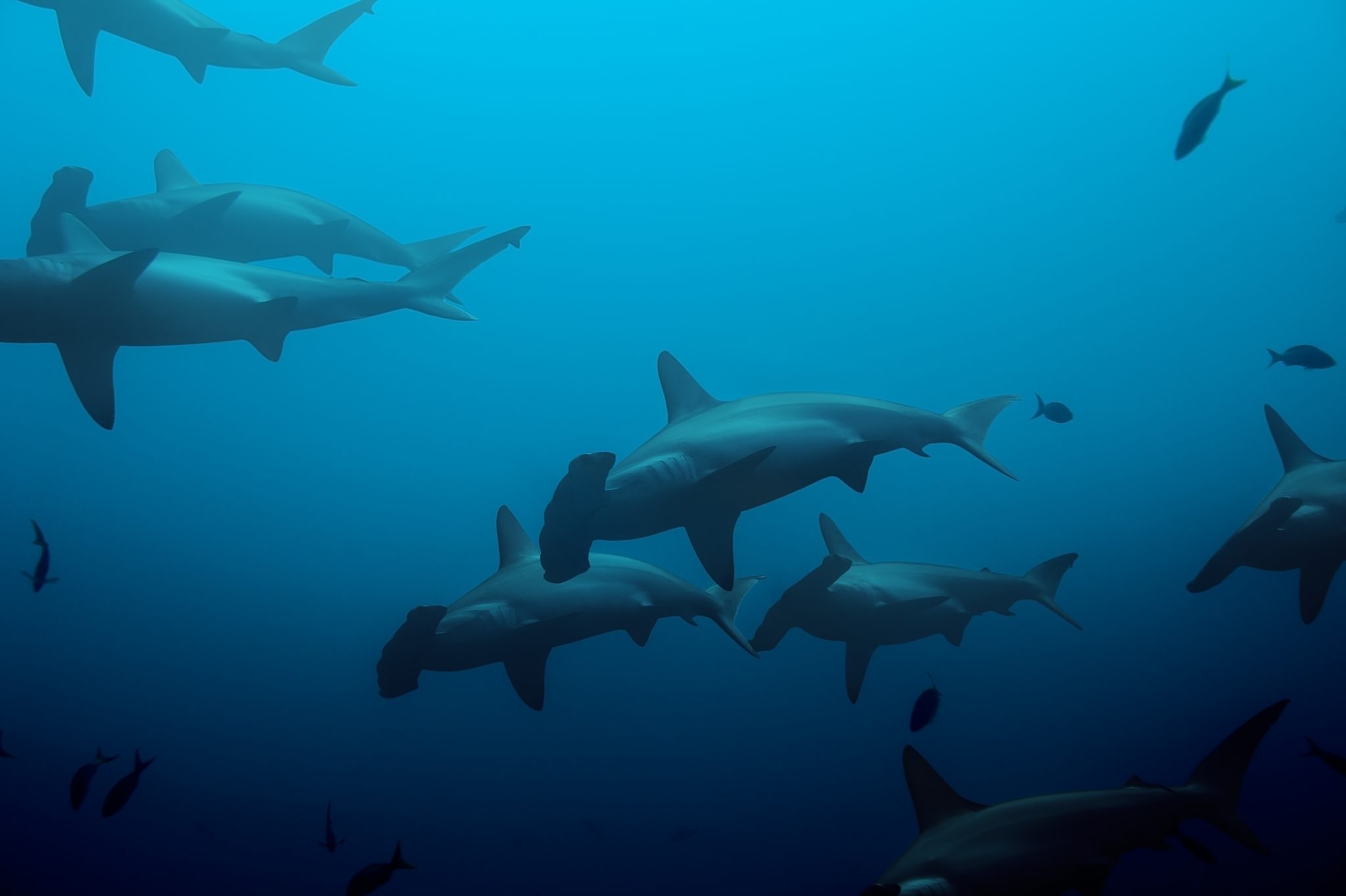 School of hammerhead sharks-blue- ocean