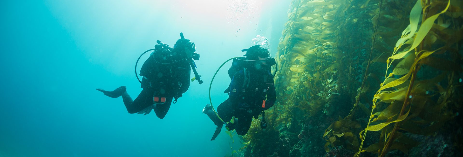 Kelp Forest Ecosystem 101