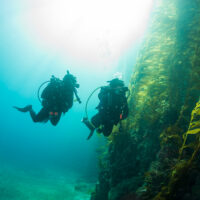 Cold Water Diving - California - Kelp forest ecosystem