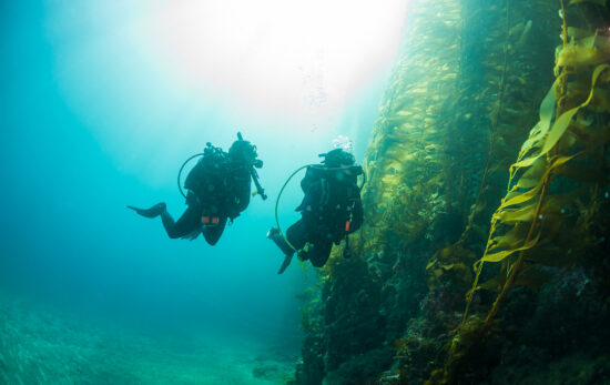 Cold Water Diving - California - Kelp forest ecosystem
