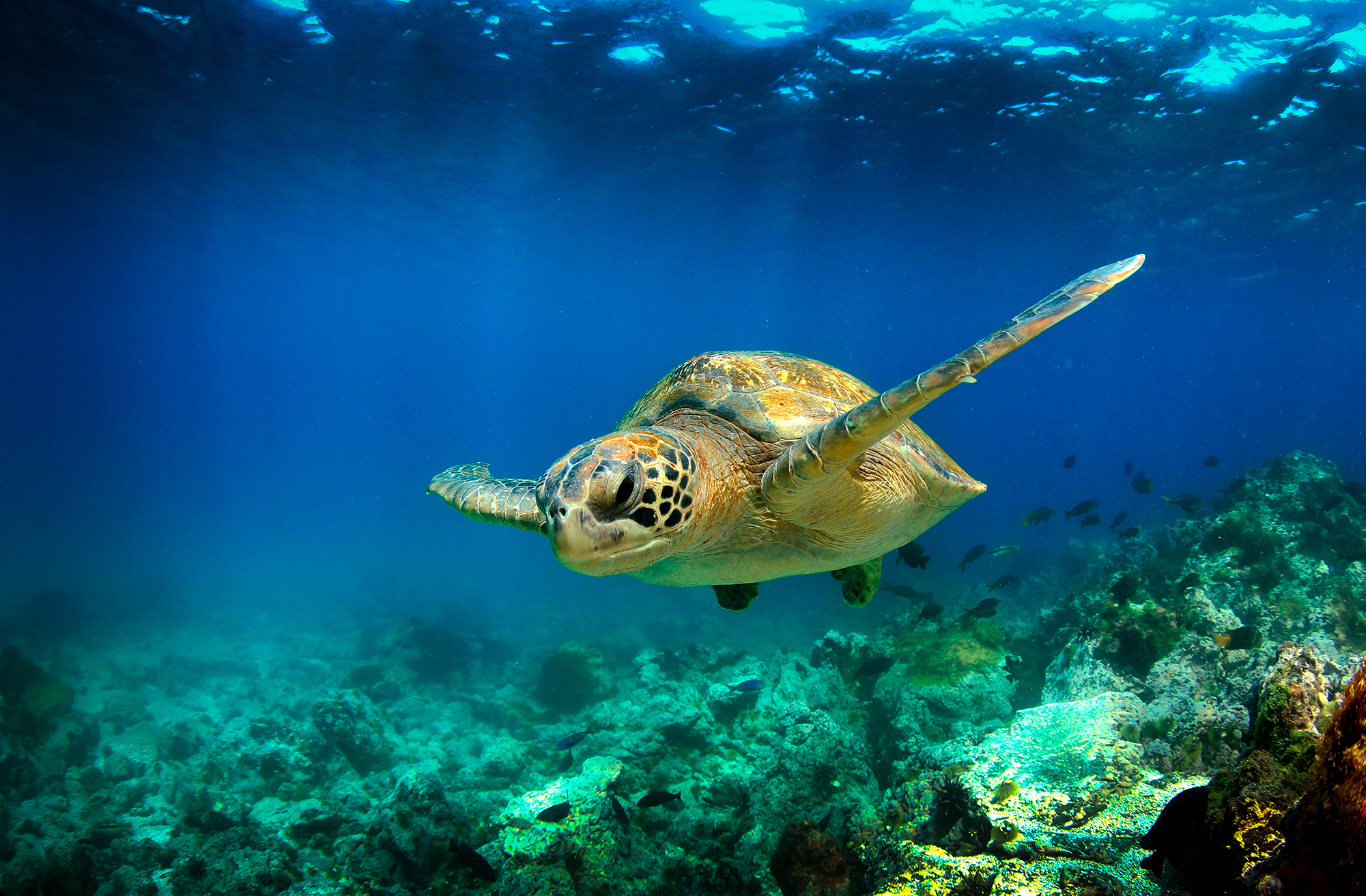 Turtle Swimming - Ocean - Sea Turtle