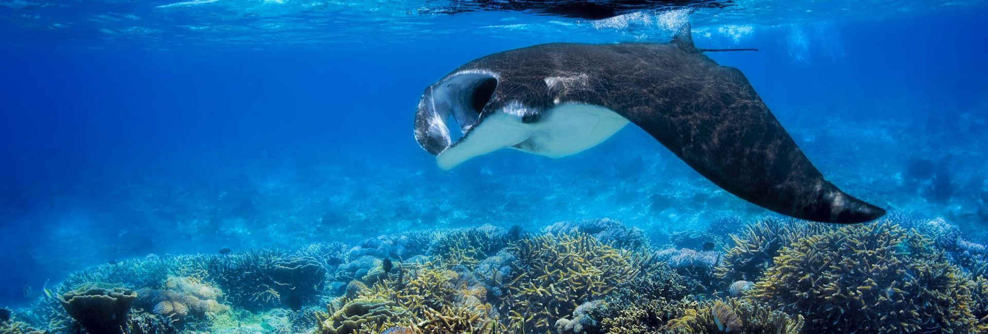 海洋生物の宝庫―インドネシアでダイビング！