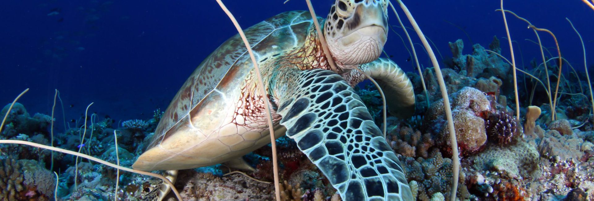 Senior Citizen Cetaceans, Sharks and Sea Turtles