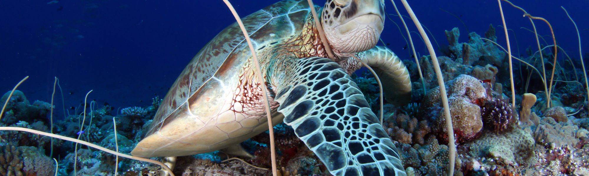 Senior Citizen Cetaceans, Sharks and Sea Turtles