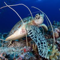 GreenSeaTurtle_Palau_Shutterstock