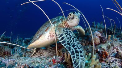GreenSeaTurtle_Palau_Shutterstock