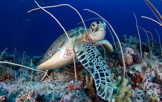GreenSeaTurtle_Palau_Shutterstock