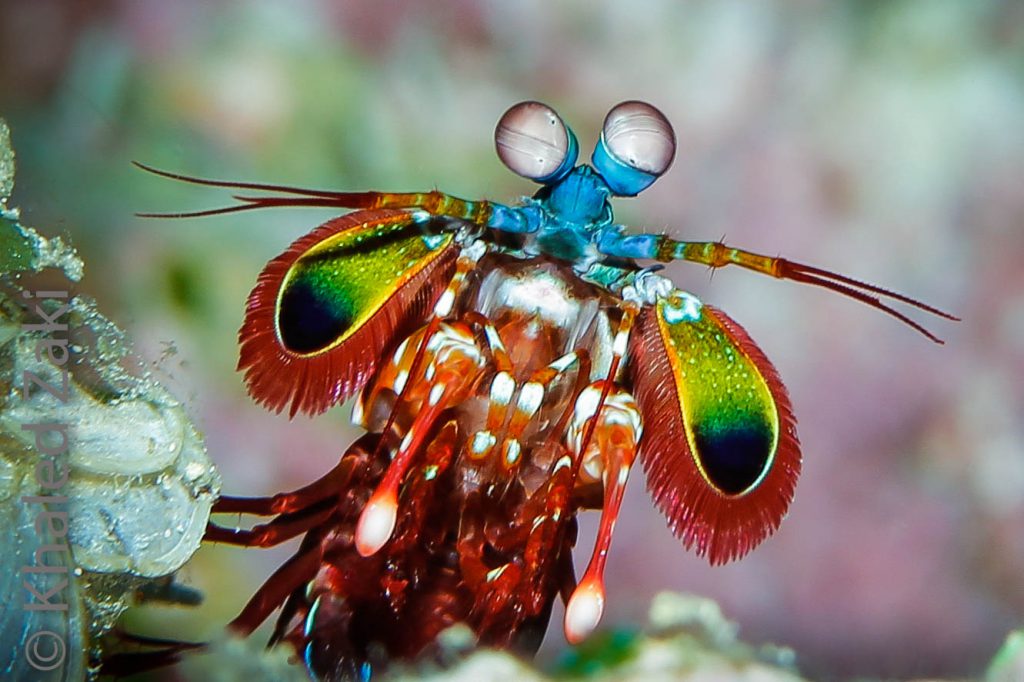 Mantis Shrimp