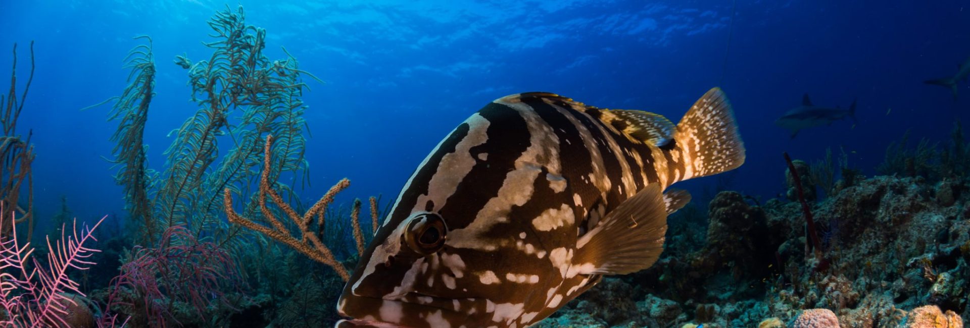Mission Blue Hope Spot: Long Island, Bahamas