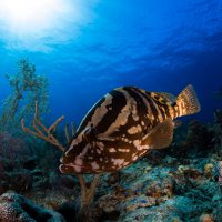 NassauGrouper_Shutterstock