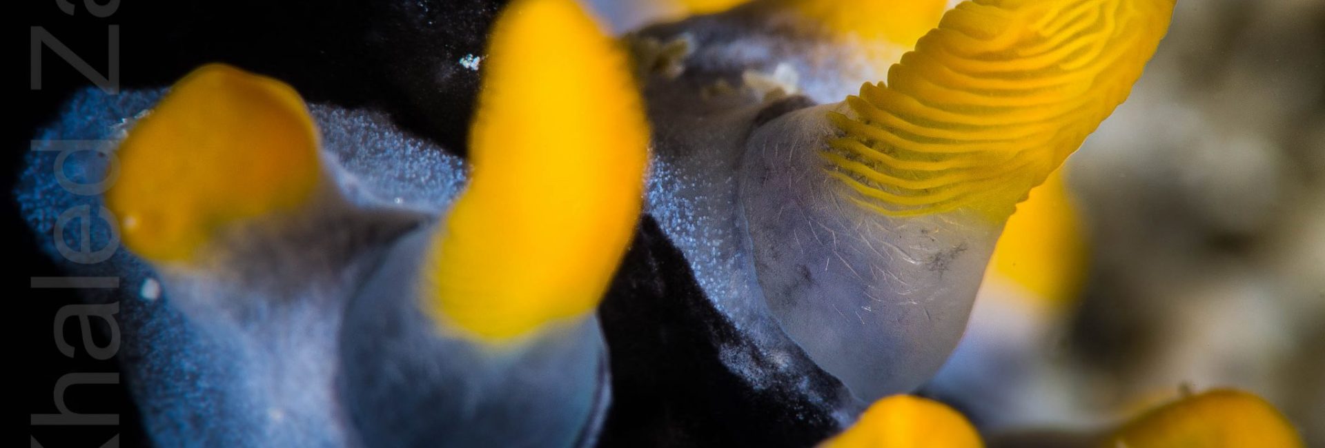 Introducing PADI AmbassaDiver Khaled Zaki