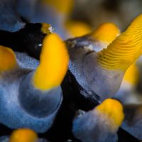 Nudi antenna1 AmbassaDiver Khaled Zaki photographyWM
