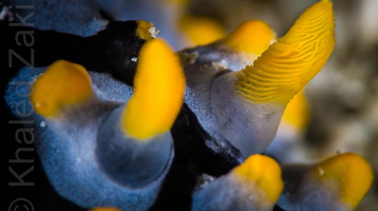 Nudi antenna1 AmbassaDiver Khaled Zaki photographyWM