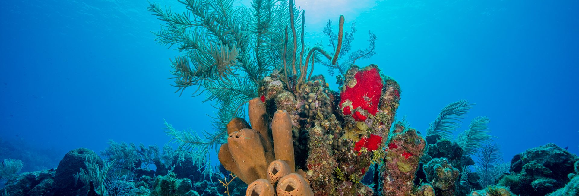 Coral Restoration Brings Diving Communities Together