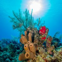 Coral - Underwater