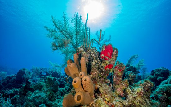 Coral - Underwater