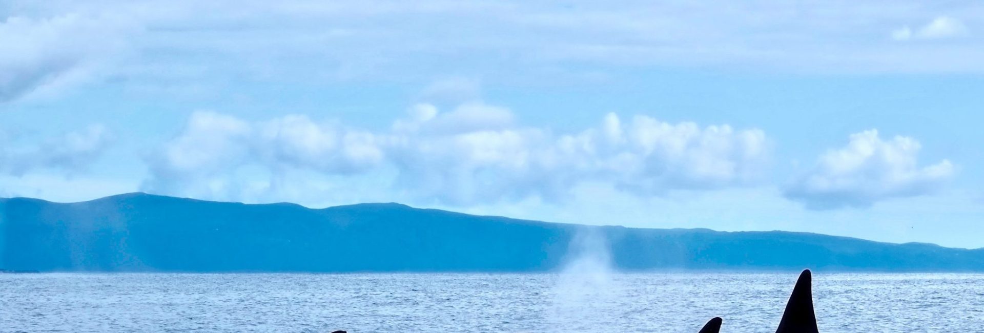 Pelagic Adventures with PADI AmbassaDiver, Birgitta Mueck