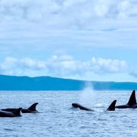 Pelagic Adventures Header