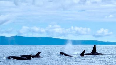 Pelagic Adventures Header