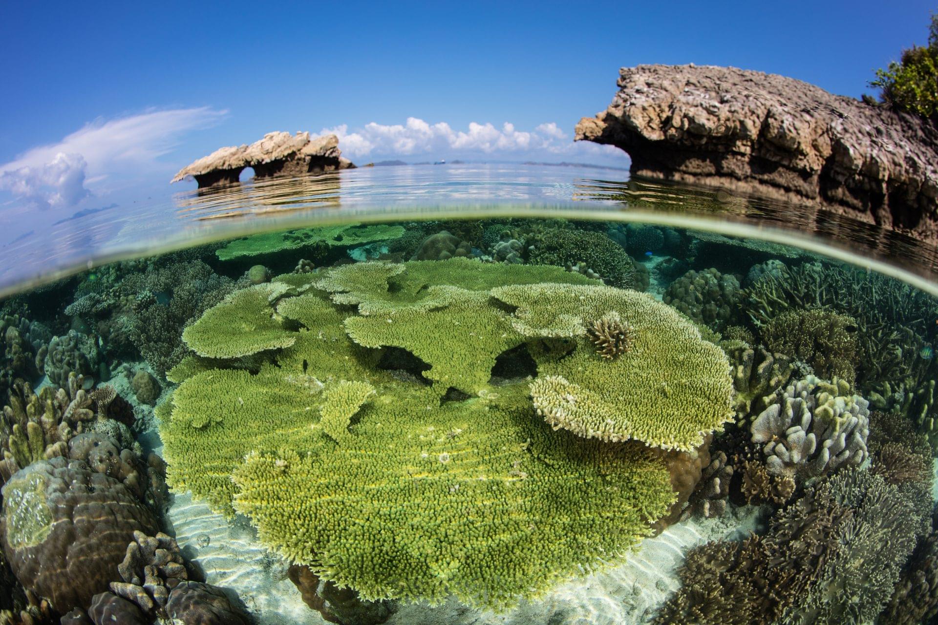 A coral reef in Indonesia