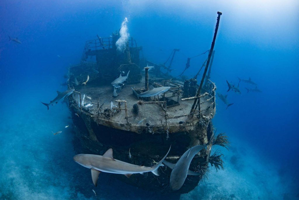 Luxury Diving Destinations: 5 Places to Dive if Money Was No Object