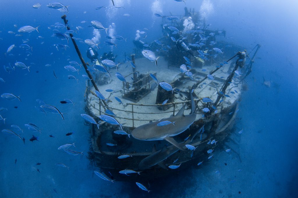 wreck dives bahamas