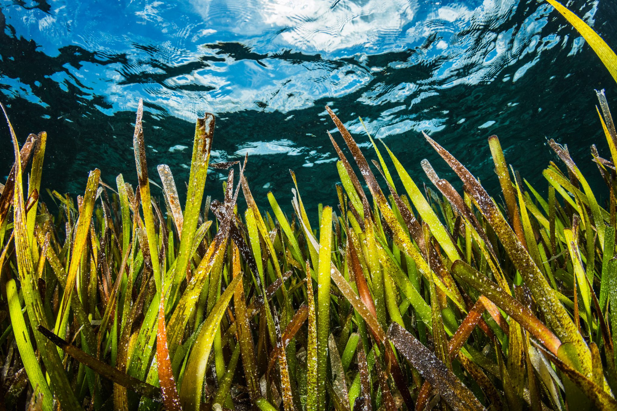 TurtleGrass_Bahamas_Shutterstock