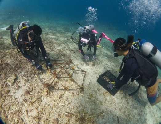 Coral Restoration Workshop- Bali- Indonesia