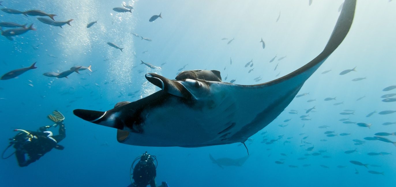憧れの野性動物と泳げる海