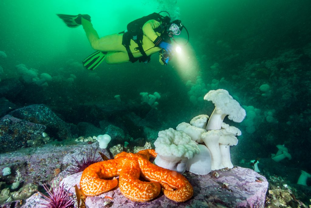 cold water dives in british columbia canada