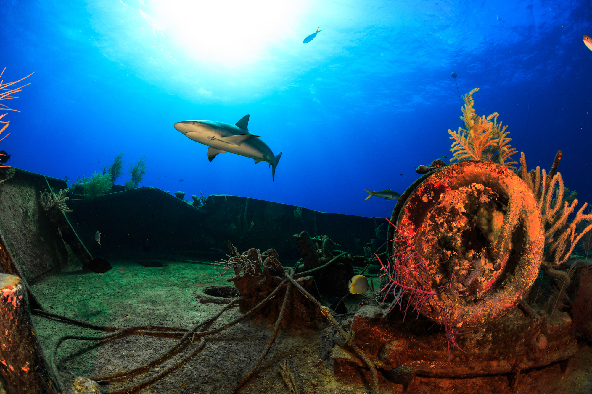 ray of hope shipwreck