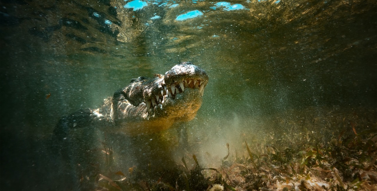 Predator in water, the American crocodile found at Banco Chinchorro, a unique atoll off Mexico's Yucatan Peninsula.underwater extreme closeup shot
the American crocodile (Crocodylus porosus)