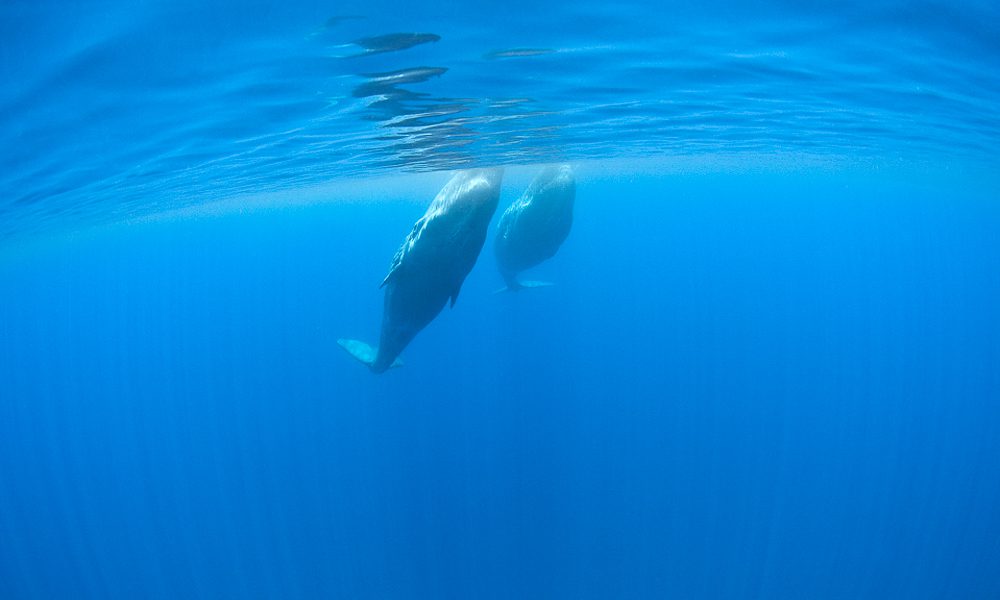 The Azores – a Marine Life Magnet in the Atlantic