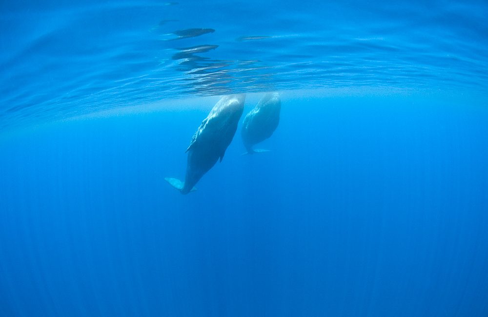 The Azores – a Marine Life Magnet in the Atlantic