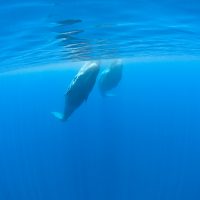 Azores, sperm whale®BirgittaMueck