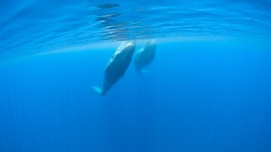 Azores, sperm whale®BirgittaMueck