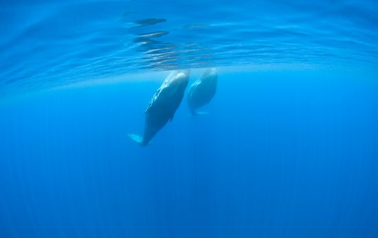 Azores, sperm whale®BirgittaMueck