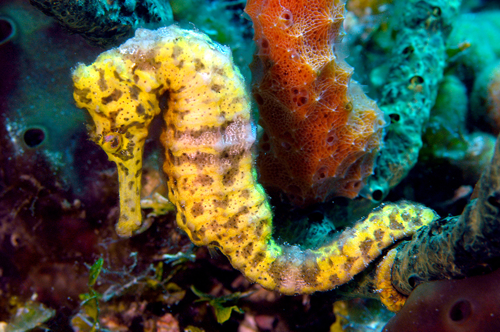 Seahourse - Yellow Seahorse - Underwater - marine life of Jamaica