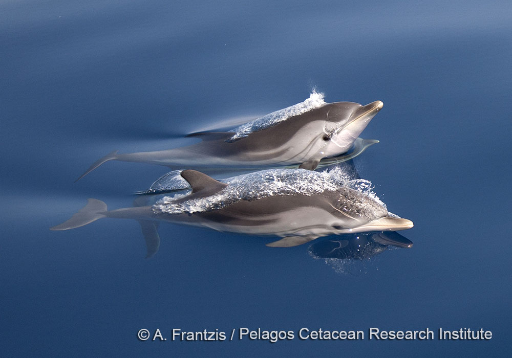 CommonDolphins_PelagosCRI_MissionBlue