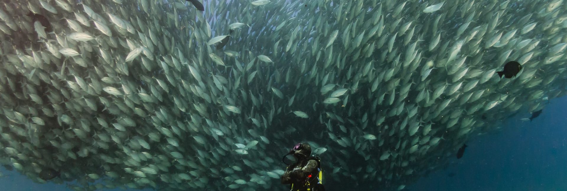 Cabo Pulmo National Park: A Community Story
